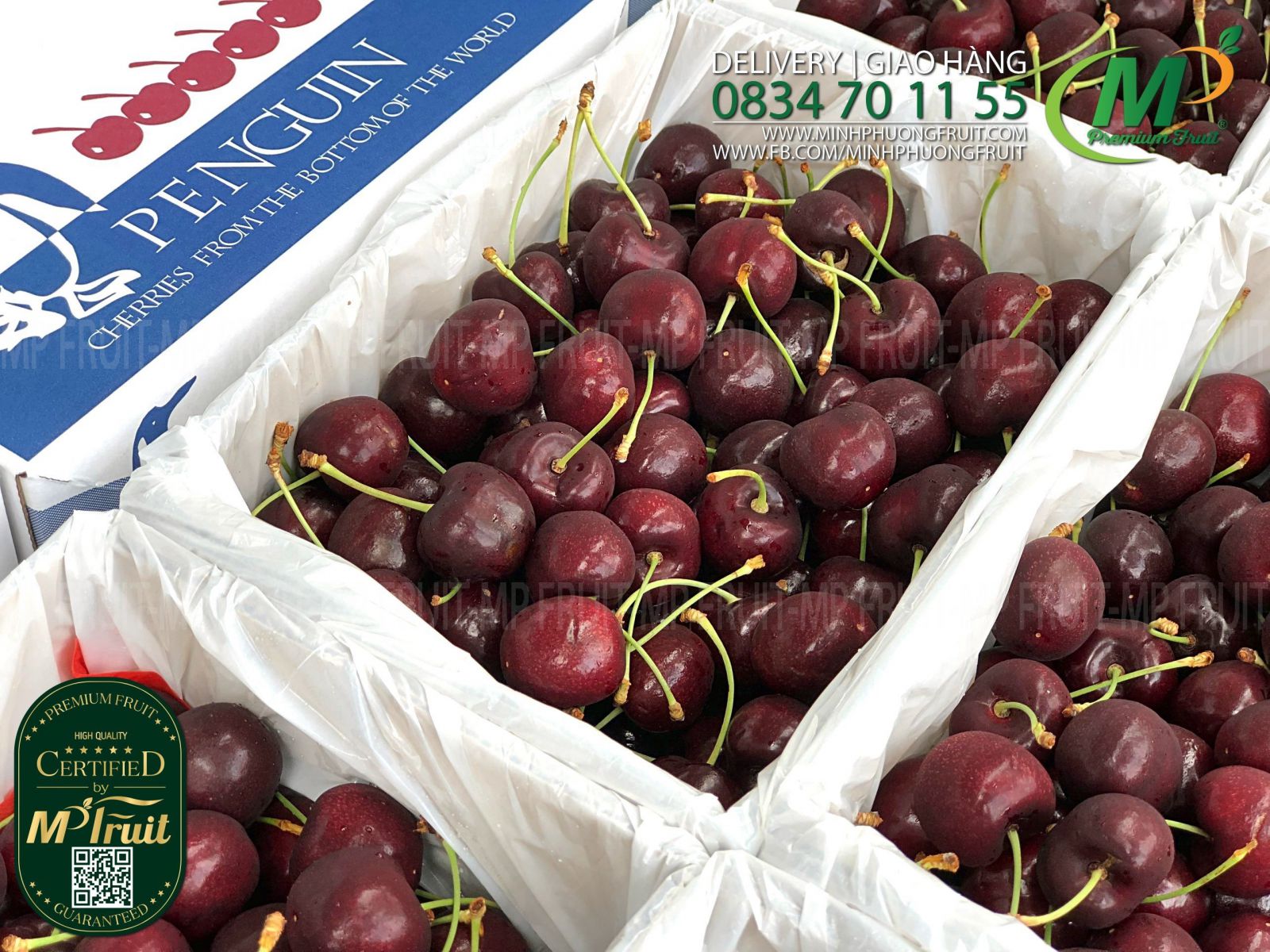 Cherry Đỏ New Zealand Size 30+ | Penguin - Hộp 2kg tại MP Fruits