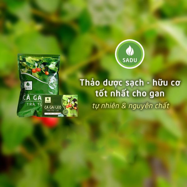 Trà Túi Lọc Cà Gai Leo Sadu được sản xuất từ nguyên liệu sạch an toàn - MP fruit