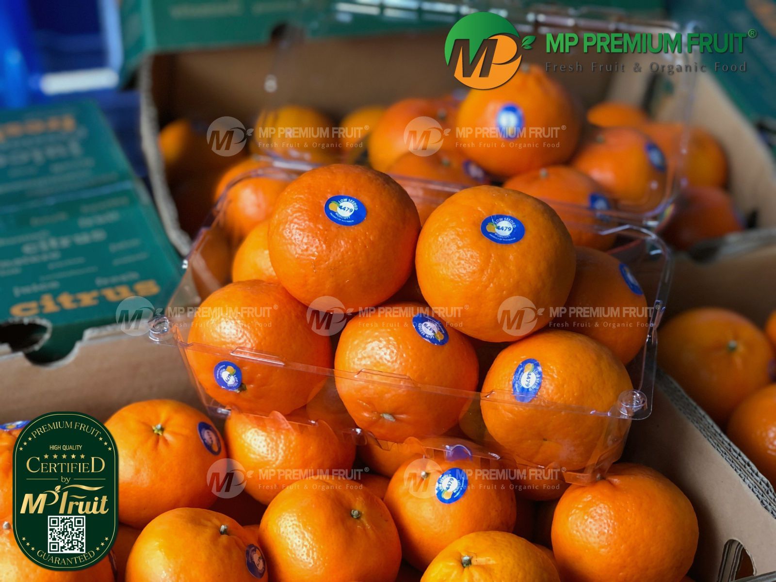 Quýt Daisy Mandarin Úc | Califresh tại MP Fruits