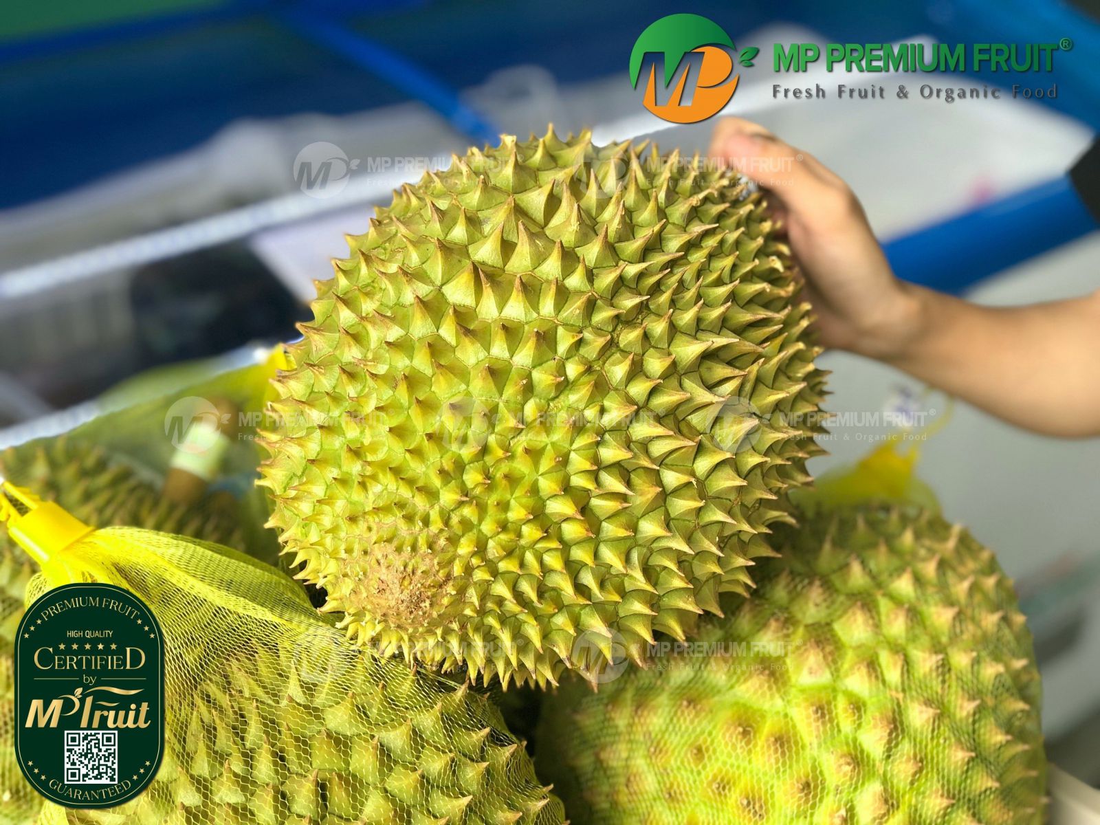Sầu Riêng Ri6 Food Network tại MP Fruit