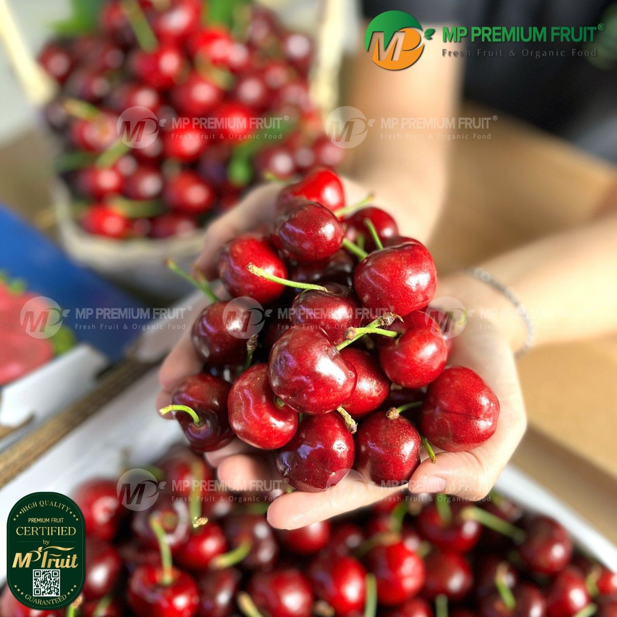 Cherry Đỏ Mỹ Size 8.5 | Gotelli tại MP Fruit
