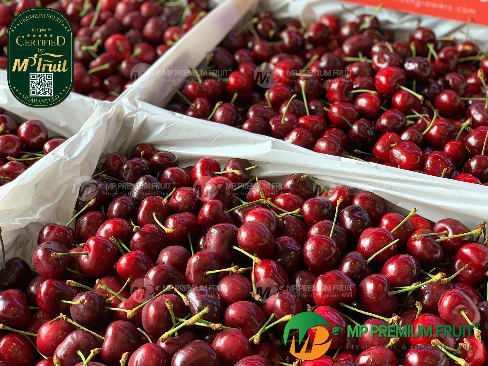 Cherry Đỏ Washington Mỹ Size 9 | Super Fresh Growers tại MP Fruit