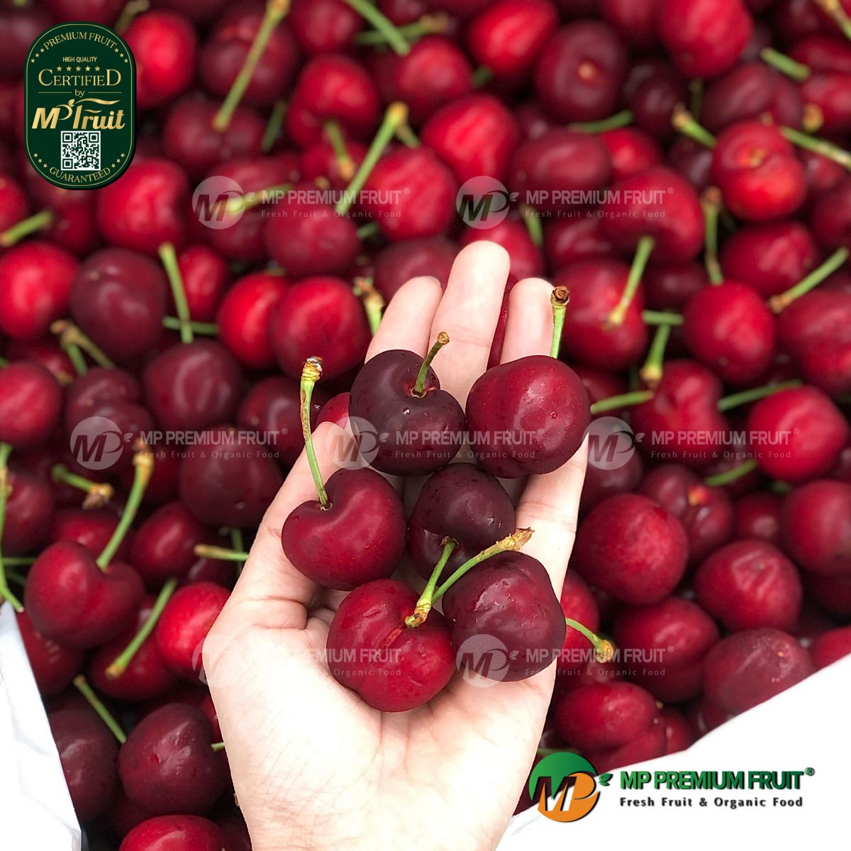 Cherry Đỏ Mỹ Size 9.5 tại MP Fruit