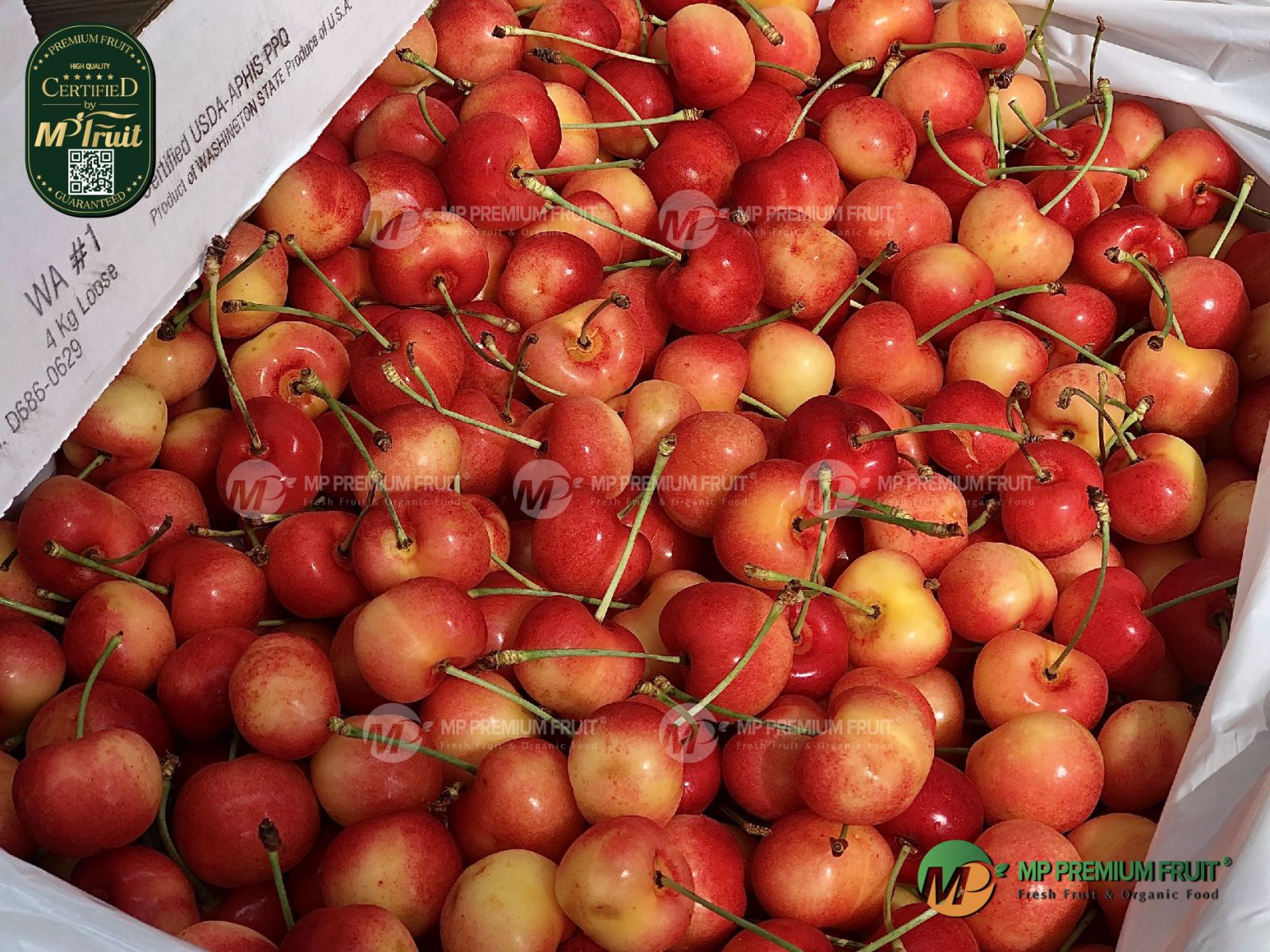 Cherry Vàng Mỹ - Rainier Cherry USA tại MP Fruits