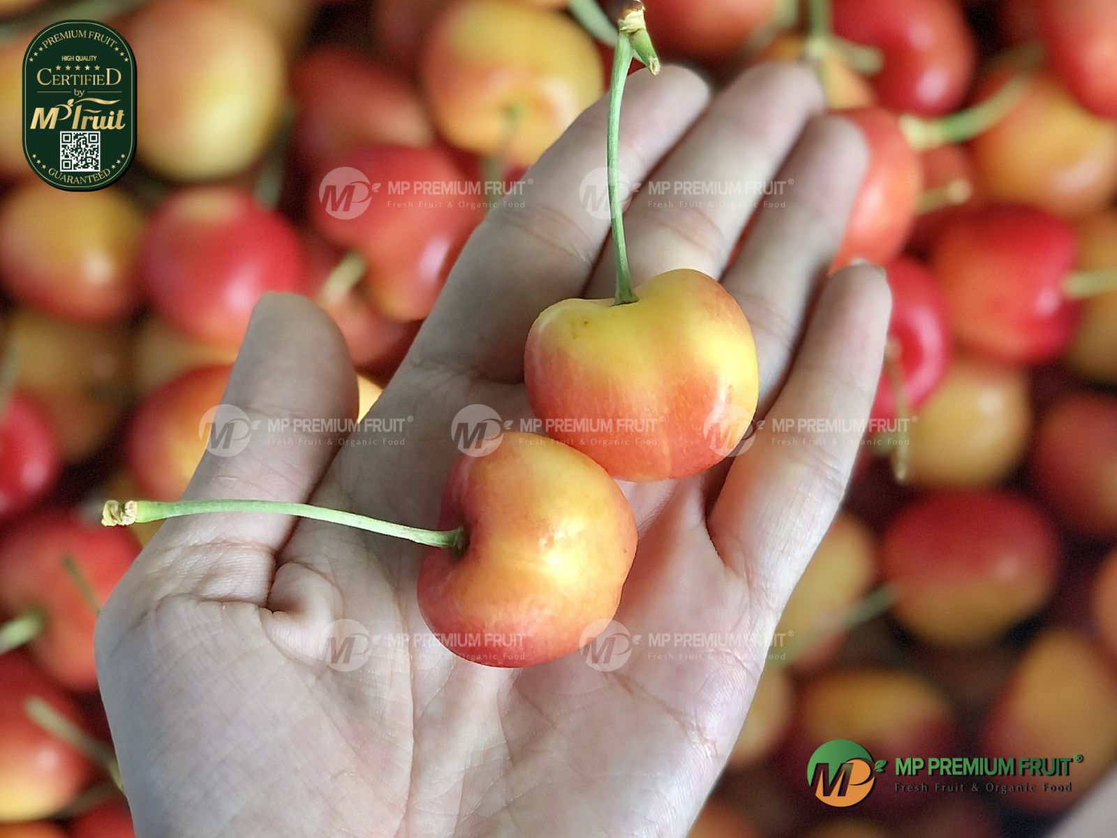 Cherry Vàng Mỹ Size 9 | Skeena tại MP Fruit