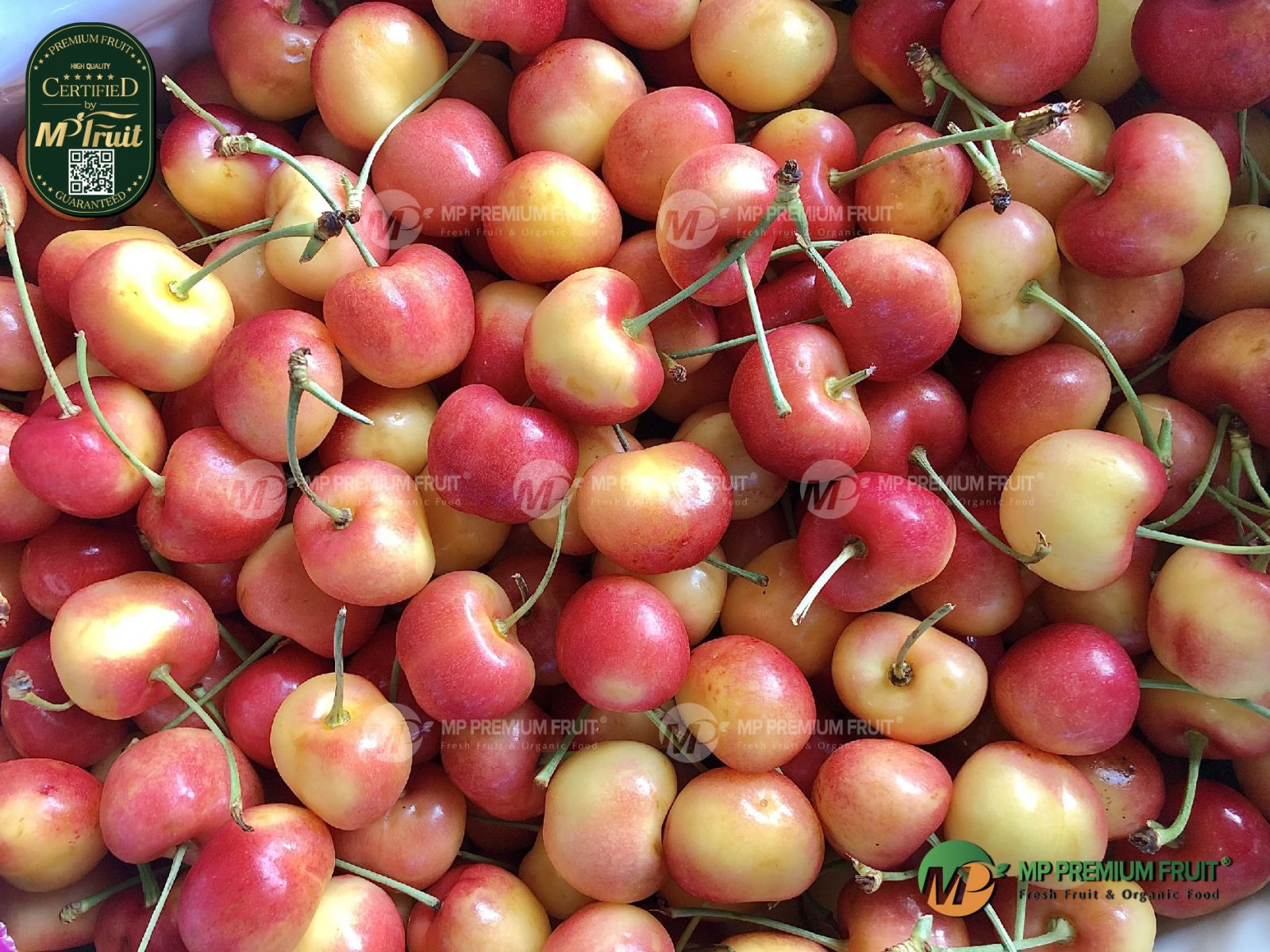 Cherry Vàng Mỹ Size 9 | Skeena tại MP Fruit