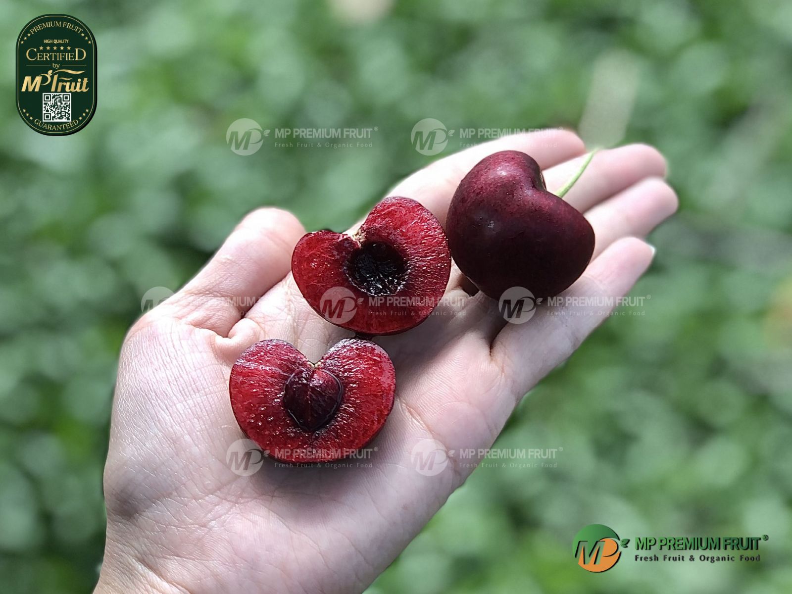 Cherry Đỏ Mỹ Size 8 | Skeena tại MP Fruit