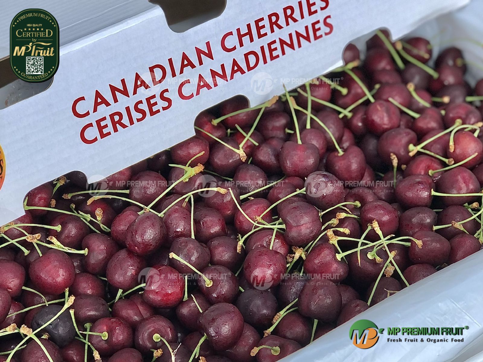 Cherry Đỏ Jealous Canada Size 9.5 tại MP Fruits