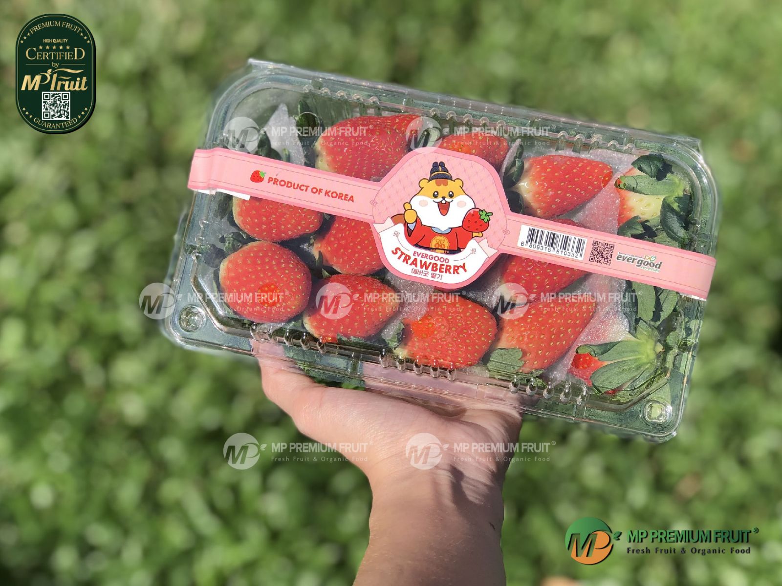 Dâu Tây Hàn Quốc Premium | Evergood Strawberry Hộp 330g tại MP Fruit