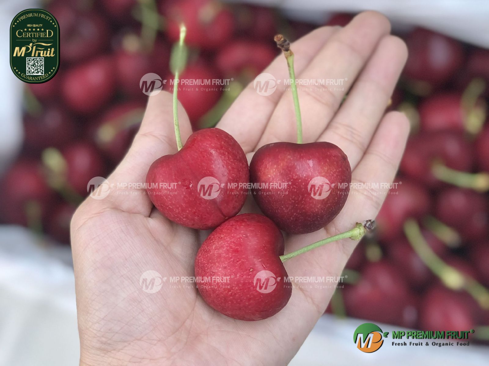 Cherry Đỏ New Zealand Size 32+ | Freshco tại MP Fruit