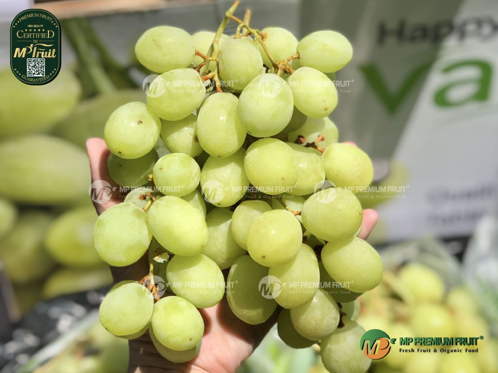 Nho Xanh Sweet Globe Úc | Happy Valley Fruit tại MP Fruit