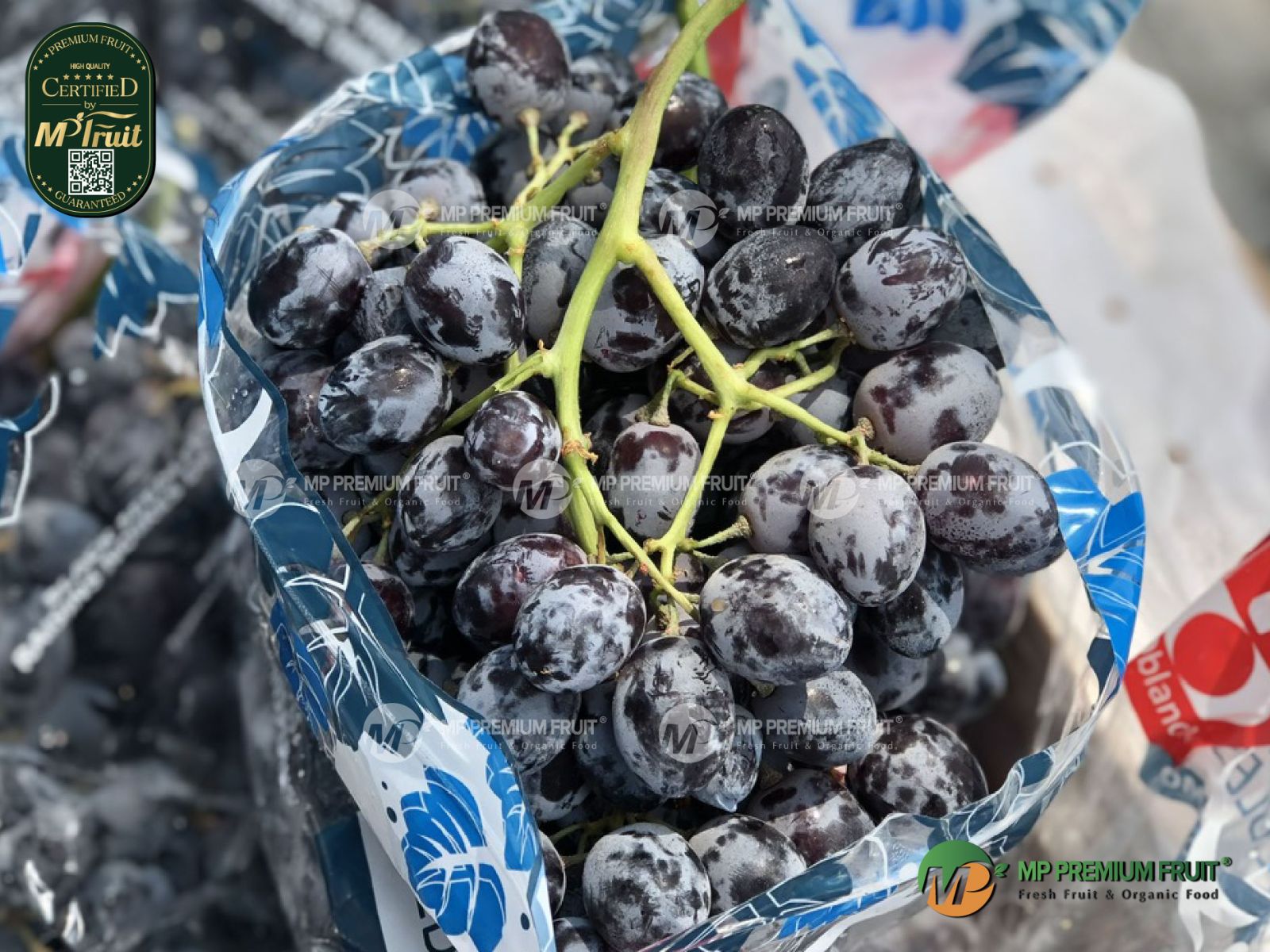 Nho Đen Không Hạt Chile | RIOblanco tại MP Fruit