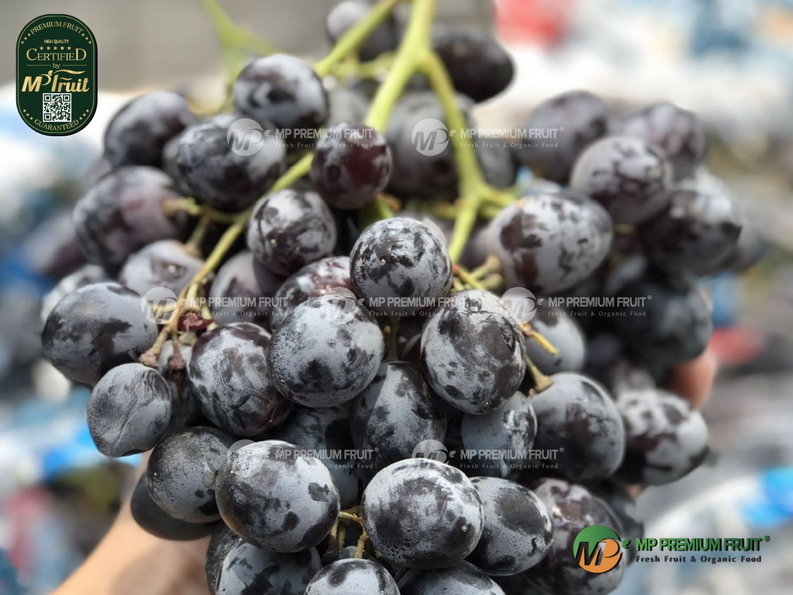 Nho Đen Không Hạt Chile | RIOblanco tại MP Fruit